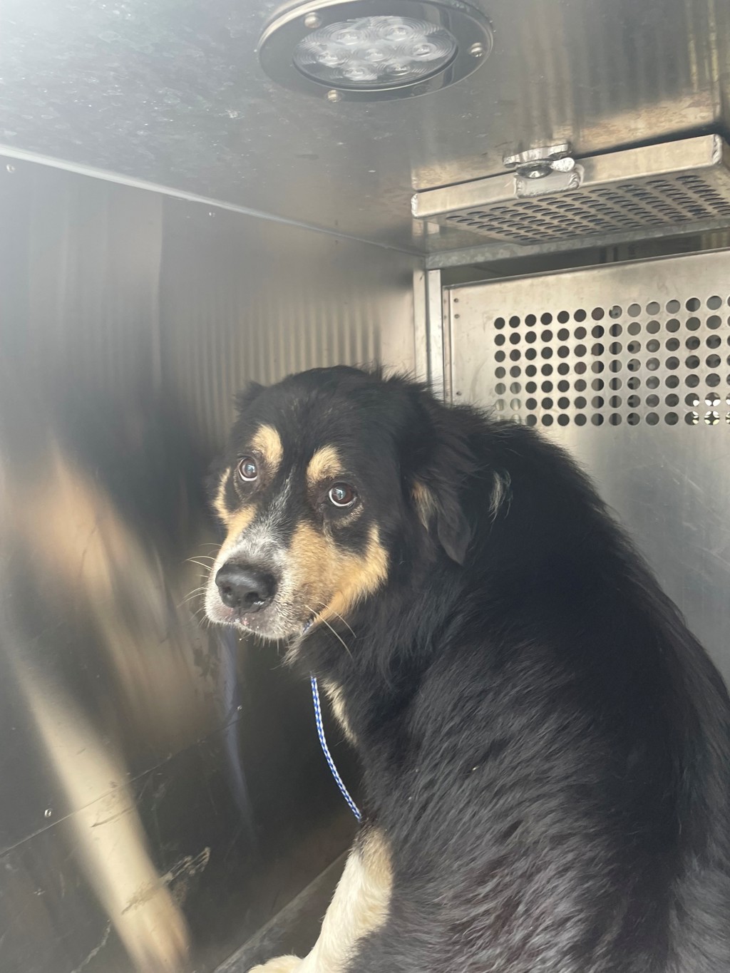 Shelter Stray Male Dog last seen Near U.S. 290, AUSTIN, TX, 78737, 7201 Levander Loop bldg a, Austin, TX 78702, USA
