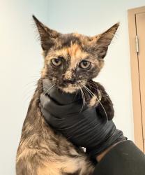 Shelter Stray Female Cat last seen Near Oak Knoll, Poway, CA, 92064, 5500 Gaines St, San Diego, CA 92110, USA