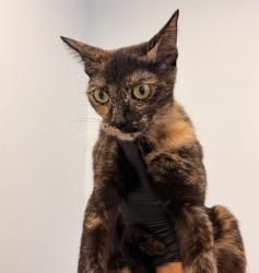 Shelter Stray Female Cat last seen Near Oak Knoll, Poway, CA, 92064, 5500 Gaines St, San Diego, CA 92110, USA