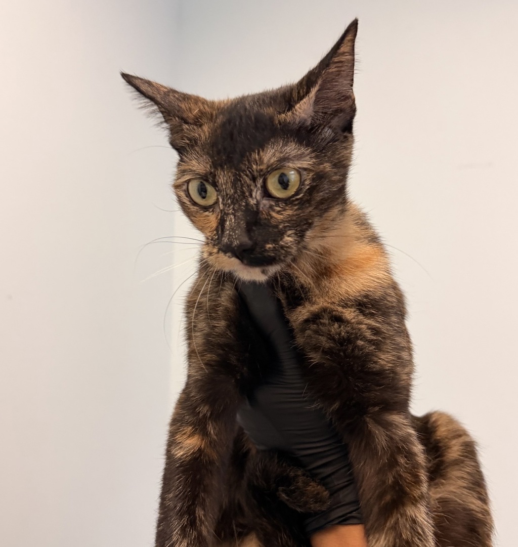 Shelter Stray Female Cat last seen Near Oak Knoll, Poway, CA, 92064, 5500 Gaines St, San Diego, CA 92110, USA