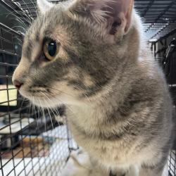 Shelter Stray Female Cat last seen 20th Street, DES MOINES, IA, 50314, Des Moines, IA 50313