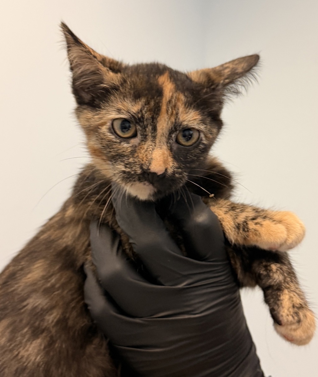 Shelter Stray Female Cat last seen Near Oak Knoll, Poway, CA, 92064, 5500 Gaines St, San Diego, CA 92110, USA