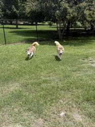 Found/Stray Male Dog last seen Macon Dog Park, Macon, GA 31201