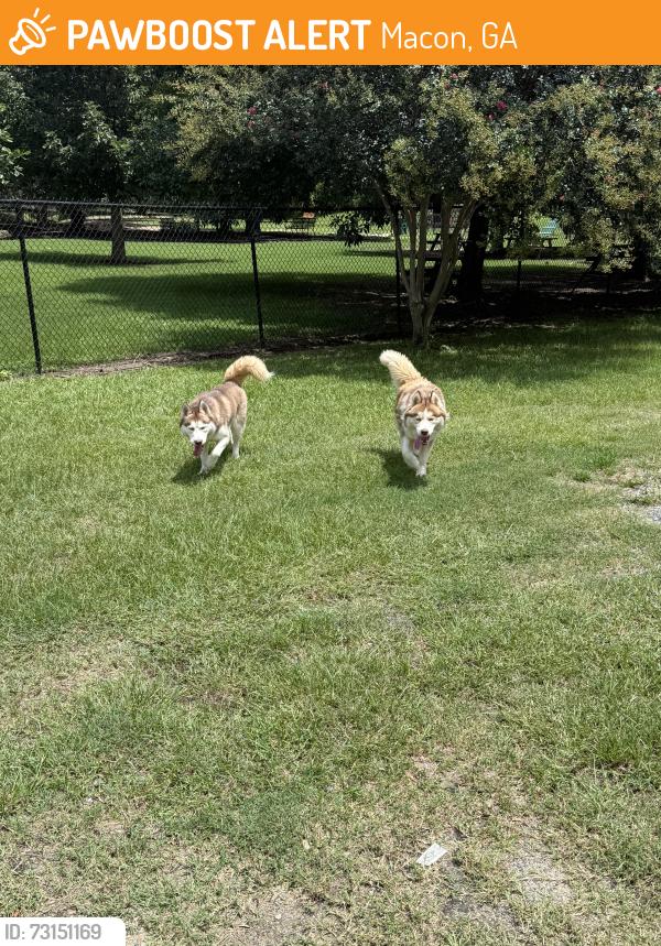 Found/Stray Male Dog last seen Macon Dog Park, Macon, GA 31201