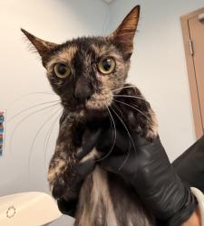 Shelter Stray Female Cat last seen Near Oak Knoll, Poway, CA, 92064, 5500 Gaines St, San Diego, CA 92110, USA