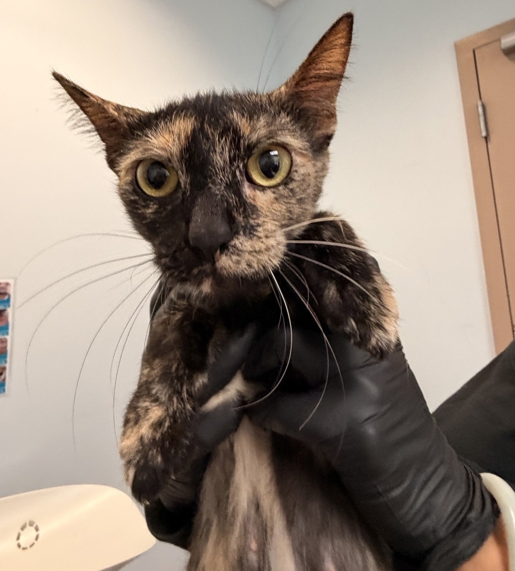 Shelter Stray Female Cat last seen Near Oak Knoll, Poway, CA, 92064, 5500 Gaines St, San Diego, CA 92110, USA