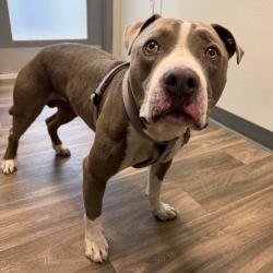 Shelter Stray Male Dog last seen Near E Mission Bay Drive, San Diego, CA, 92109, 5500 Gaines St, San Diego, CA 92110, USA