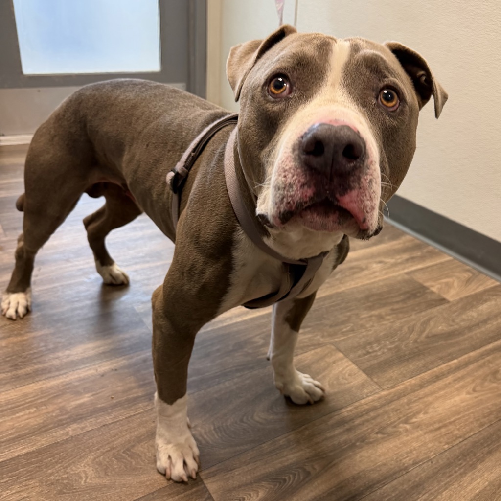 Shelter Stray Male Dog last seen Near E Mission Bay Drive, San Diego, CA, 92109, 5500 Gaines St, San Diego, CA 92110, USA