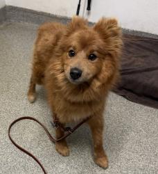 Shelter Stray Male Dog last seen Apt Fig St, E Washington Avenue N, Escondido, CA, 92025, Escondido, CA 92027, USA