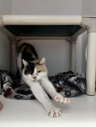 Shelter Stray Female Cat last seen Near S 900 W, SALT LAKE CITY, UT, 84104, 511 W 3900 S, Salt Lake City, UT 84123, USA