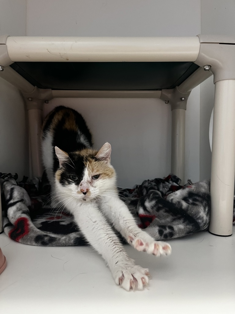 Shelter Stray Female Cat last seen Near S 900 W, SALT LAKE CITY, UT, 84104, 511 W 3900 S, Salt Lake City, UT 84123, USA