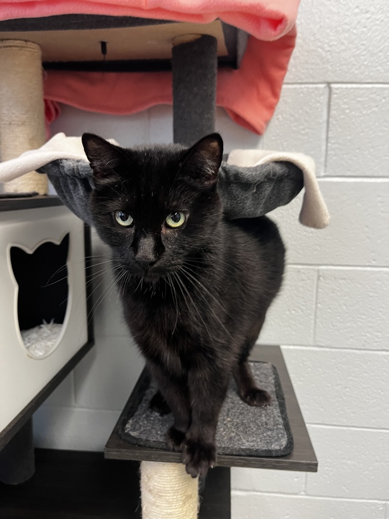 Shelter Stray Male Cat last seen Apt 269,975 E 6600 S, MURRAY CITY, UT, 84121, 511 W 3900 S, Salt Lake City, UT 84123, USA