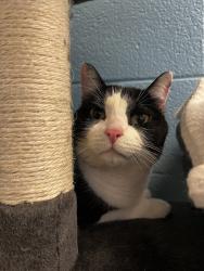 Shelter Stray Male Cat last seen Apt 269,975 E 6600 S, MURRAY CITY, UT, 84121, 511 W 3900 S, Salt Lake City, UT 84123, USA