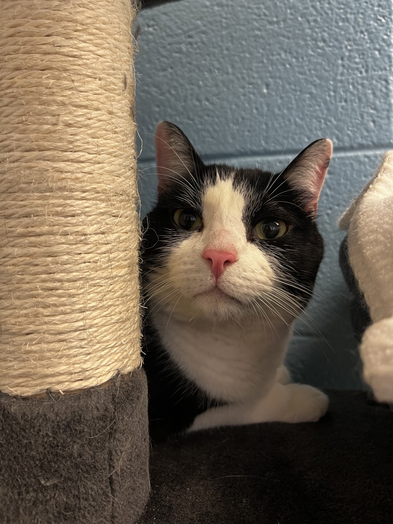 Shelter Stray Male Cat last seen Apt 269,975 E 6600 S, MURRAY CITY, UT, 84121, 511 W 3900 S, Salt Lake City, UT 84123, USA
