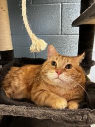 Shelter Stray Male Cat last seen Apt 269,975 E 6600 S, MURRAY CITY, UT, 84121, 511 W 3900 S, Salt Lake City, UT 84123, USA