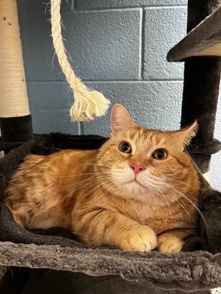 Shelter Stray Male Cat last seen Apt 269,975 E 6600 S, MURRAY CITY, UT, 84121, 511 W 3900 S, Salt Lake City, UT 84123, USA