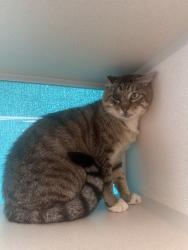 Shelter Stray Male Cat last seen Ivy Road, Bremerton, WA, 98310, 9167 Dickey Rd NW, Silverdale, WA 98383, USA