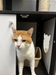 Shelter Stray Male Cat last seen Apt 269,975 E 6600 S, MURRAY CITY, UT, 84121, 511 W 3900 S, Salt Lake City, UT 84123, USA