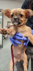 Shelter Stray Male Dog last seen found near the Walmart parking lot in Wake Forest nc off Main street., WAKE FOREST, NC, 27587, 820 Beacon Lake Dr, Raleigh, NC 27610, USA
