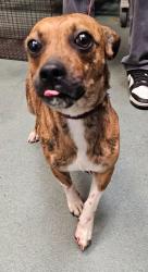 Shelter Stray Male Dog last seen NC, 820 Beacon Lake Dr, Raleigh, NC 27610, USA