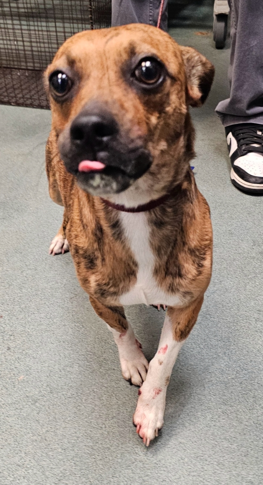 Shelter Stray Male Dog last seen NC, 820 Beacon Lake Dr, Raleigh, NC 27610, USA