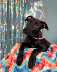Shelter Stray Female Dog last seen Apt 143,326 Guilbeau Road, LAFAYETTE, LA, 70501, 410 Dugas Rd, Lafayette, LA 70507, USA