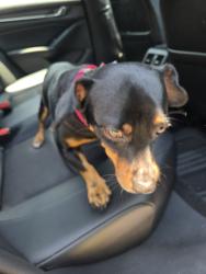 Reunited Male Dog last seen South Park Neighborhood, Piedmont, SC 29673
