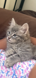 Lost Male Cat last seen pleasant hill rd kissimmee, Kissimmee, FL 34741