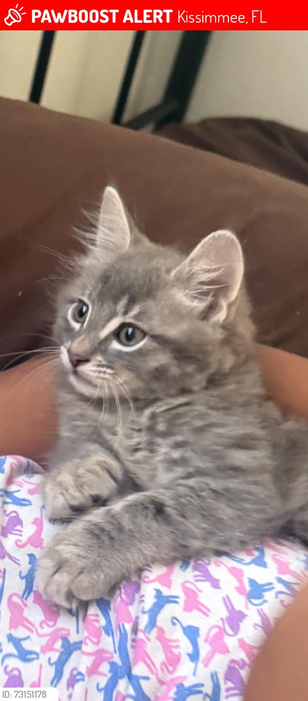 Lost Male Cat last seen pleasant hill rd kissimmee, Kissimmee, FL 34741