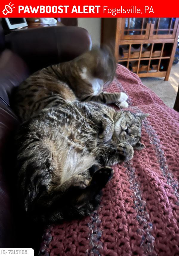 Lost Female Cat last seen Willow run, Fogelsville, PA 18051