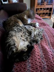 Lost Female Cat last seen Willow run, Fogelsville, PA 18051