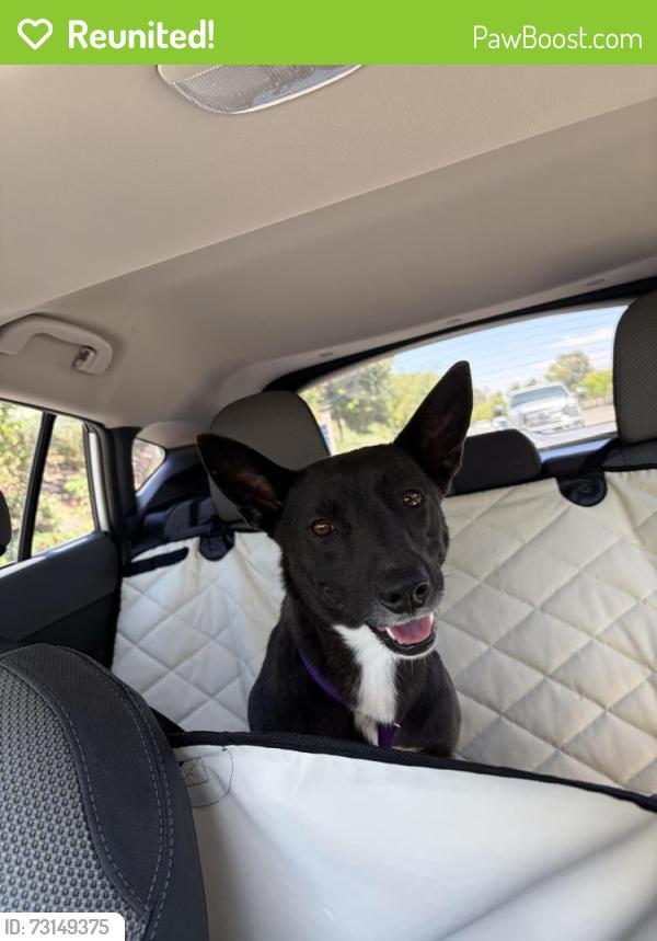 Reunited Female Dog last seen Clinton Keith & Inland Valley Rd, Wildomar, CA 92595