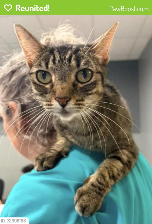 Reunited Female Cat last seen Mitchell Boulevard. Likes to get in vehicles, Athens, GA 30606