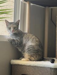 Reunited Female Cat last seen Near Gold Coast Dr, San Diego, CA 92126, San Diego, CA 92126