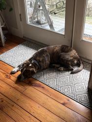 Found/Stray Male Dog last seen Spanish Cove, Crosby, TX 77532