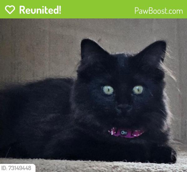Reunited Female Cat last seen Near SE 101st Street, Renton, WA 98058