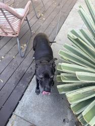 Reunited Female Dog last seen Mount Washington, Los Angeles, CA, USA, Los Angeles, CA 90042