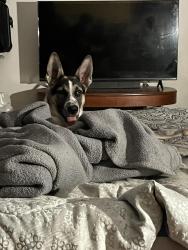 Reunited Female Dog last seen Park street, Clearwater, FL 33755