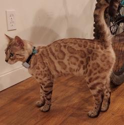 Reunited Unknown Cat last seen Chandler Dr, Salt Lake City UT, Salt Lake City, UT 84103