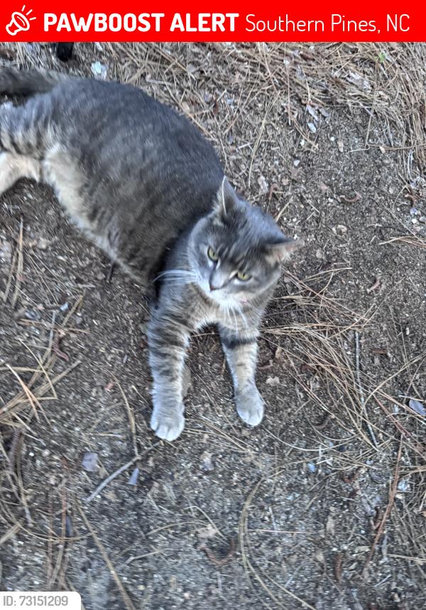 Lost Male Cat last seen National Dr and Greenock Ct in Pinehurst #9, Southern Pines, NC 28374