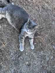 Lost Male Cat last seen National Dr and Greenock Ct in Pinehurst #9, Southern Pines, NC 28374