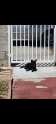 Reunited Female Dog last seen Albany and Florence, Huntington Park, CA 90255