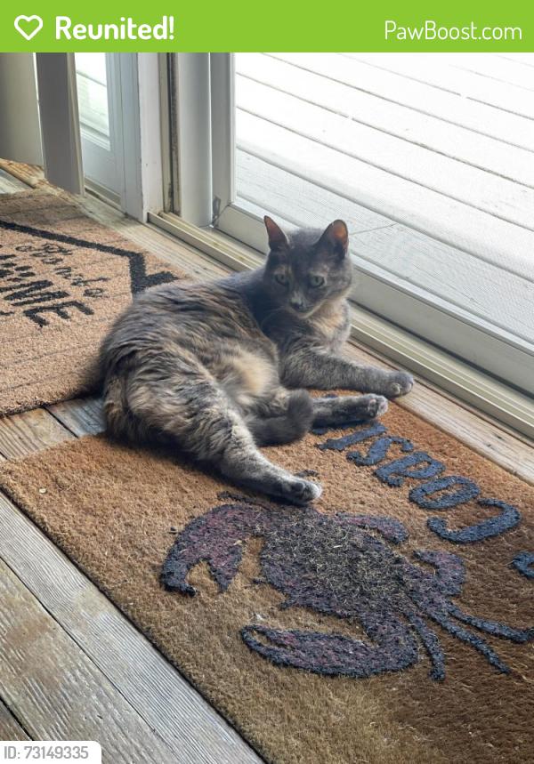 Reunited Female Cat last seen Pond Point WHB, Westhampton Beach, NY 11978