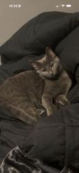 Lost Male Cat last seen Park row & Bowen, Pantego, TX 76013