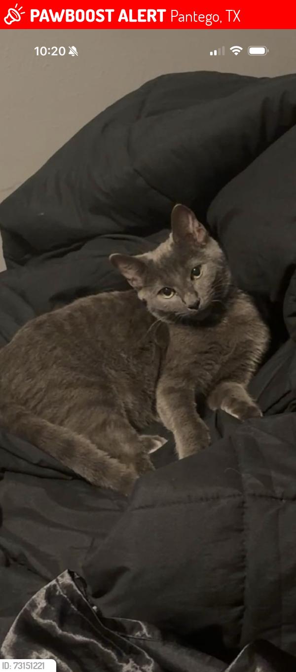 Lost Male Cat last seen Park row & Bowen, Pantego, TX 76013