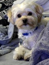 Lost Male Dog last seen Orange grove & monterrey, South Pasadena, CA 91030