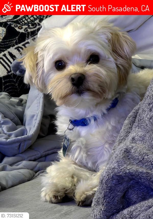 Lost Male Dog last seen Orange grove & monterrey, South Pasadena, CA 91030