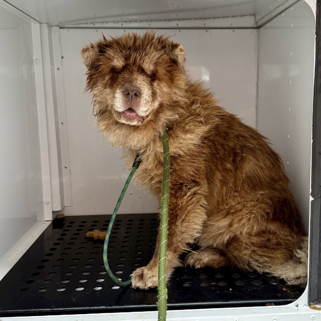 Shelter Stray Female Dog last seen , 2700 Walnut Pl, St. Louis, MO 63103, USA