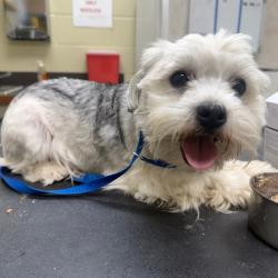 Shelter Stray Male Dog last seen , 4900 Milgen Rd, Columbus, GA 31907, USA