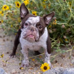 Shelter Stray Female Dog last seen , 4575 E Mesquite Ave, Palm Springs, CA 92264, USA